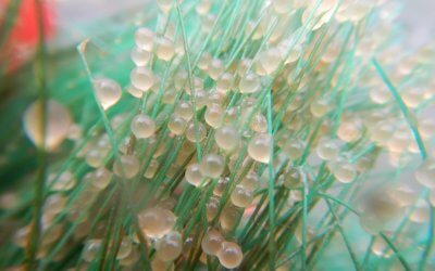 Frayères artificielles, toujours de bons résultats en 2021 et nouveaux projets pour 2022