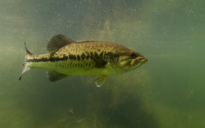 Le 15 juin 2022, c’est l’ouverture du black bass en Gironde