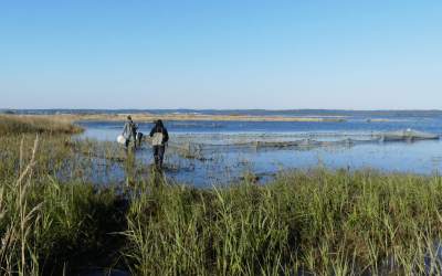 Plus de 40 000 brochets produits naturellement par les zones humides des lacs médocains !!