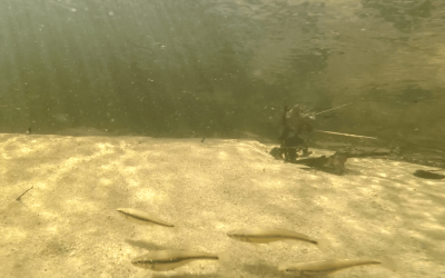 Découverte d’un cours d’eau sauvage et de ses trésors, la Paillasse !
