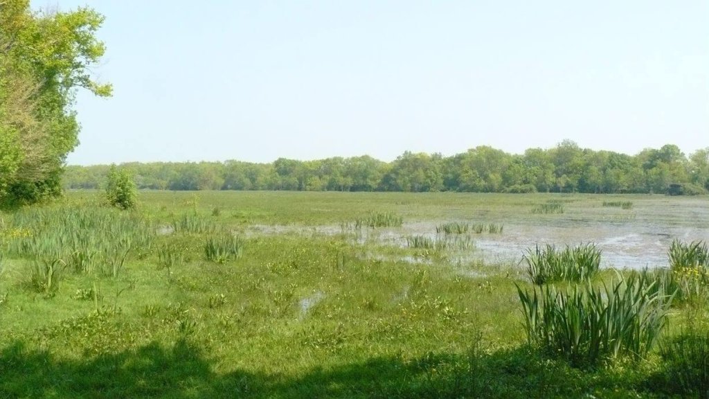 Prairie humide située en lit majeur