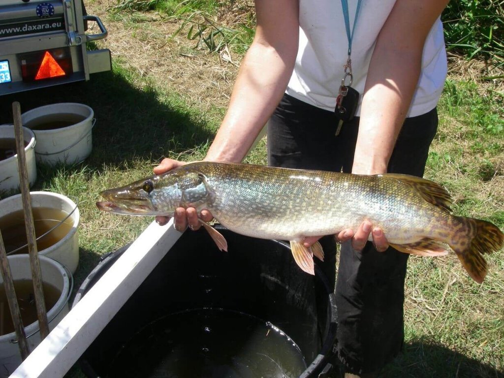 Brochet de 70 cm