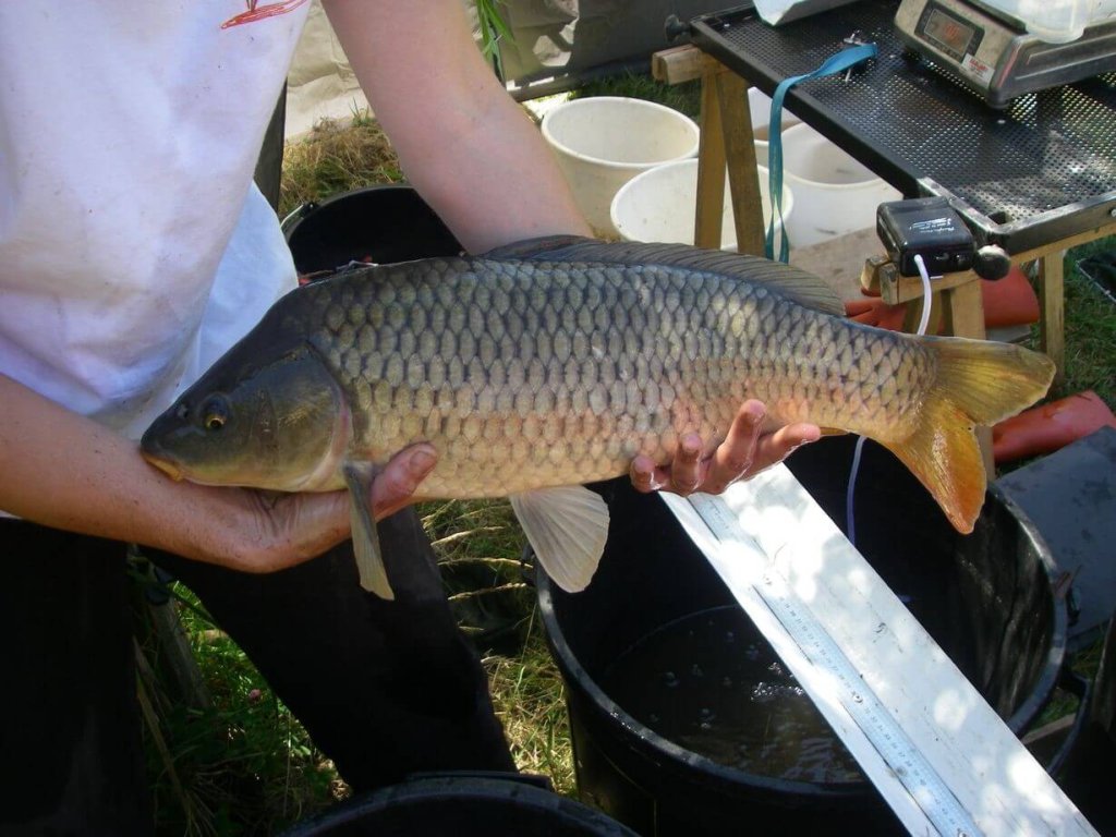 carpe commune