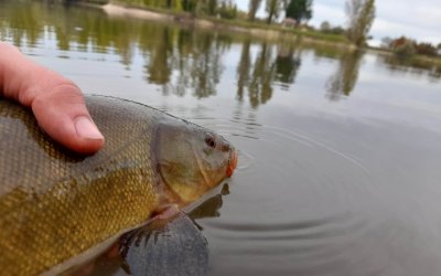 9,8 tonnes de carnassiers et poissons blancs introduits dans les parcours de Gironde