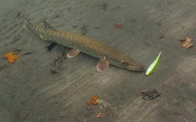 La fermeture de la pêche des carnassiers aura lieu dimanche 29 janvier 2023