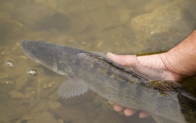 Deux nouveaux parcours no-kill carnassier en Gironde