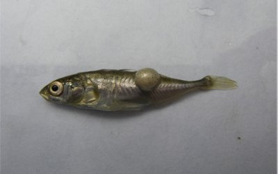 La surveillance de l&rsquo;état de santé des poissons des cours d&rsquo;eau