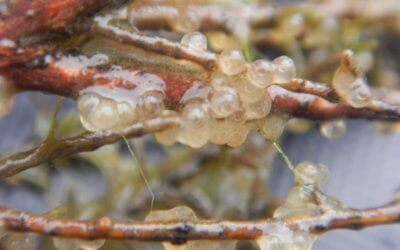 Frayères artificielles en Gironde, les suivis toujours en cours en 2023