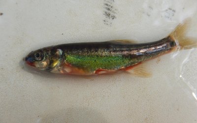 LA FDAAPPMA poursuit les inventaires poissons (2022-2026), avec l’INRAe, dans le cadre du projet Biodiver’cité conduit par Bordeaux métropole