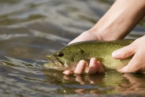 pêcheur et black bass en Gironde