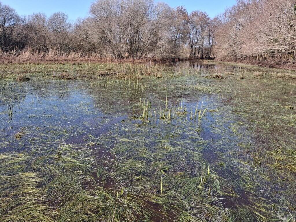 prairie humide inondée frayère brochet gironde