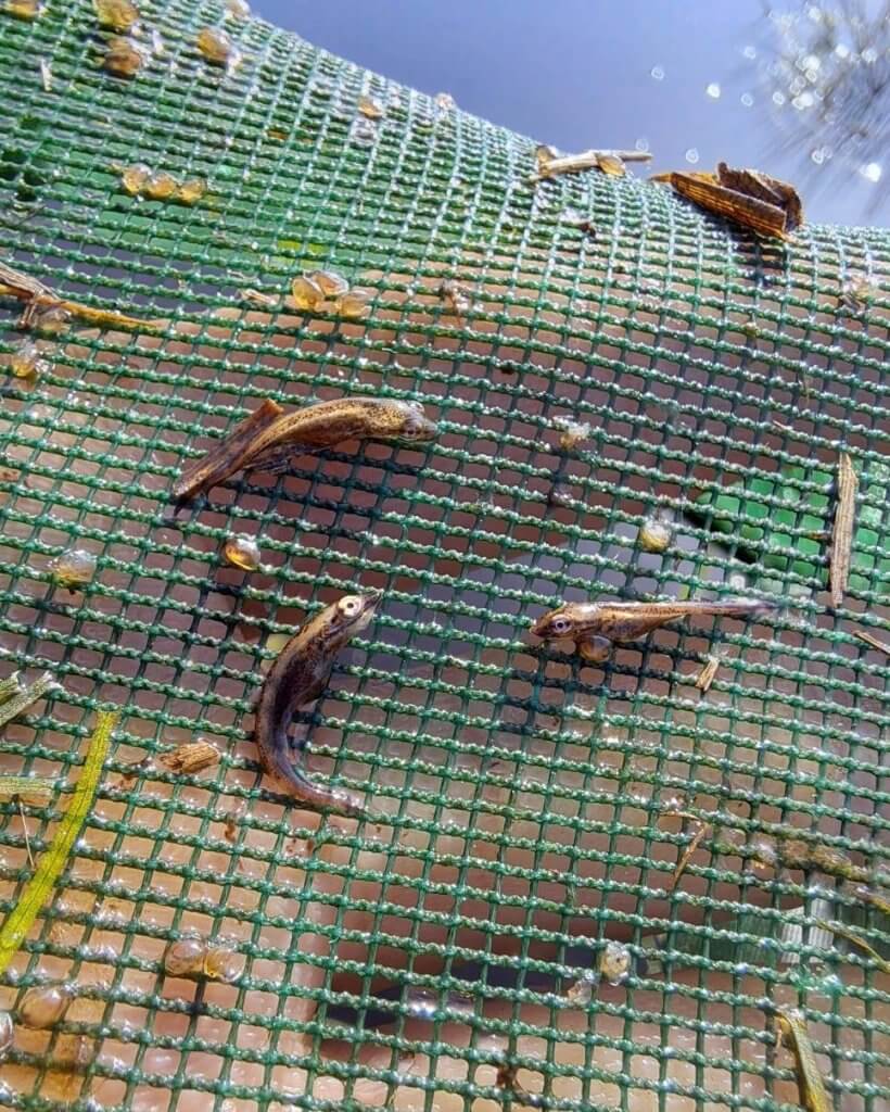 alevins brochet 1 a 2 cm reproduction brochet