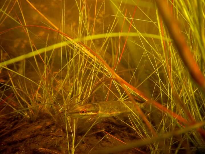 brochetons 5 a 6 cm frayere brochet gironde