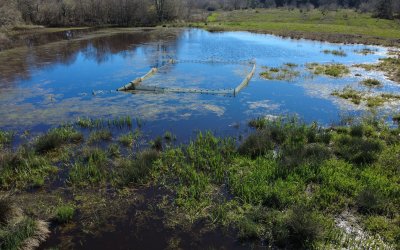Reproduction du brochet 2026 en Gironde